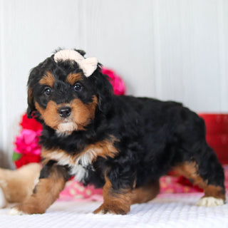 Nori - Available 2/26