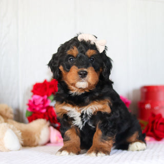 Nori - Available 2/26