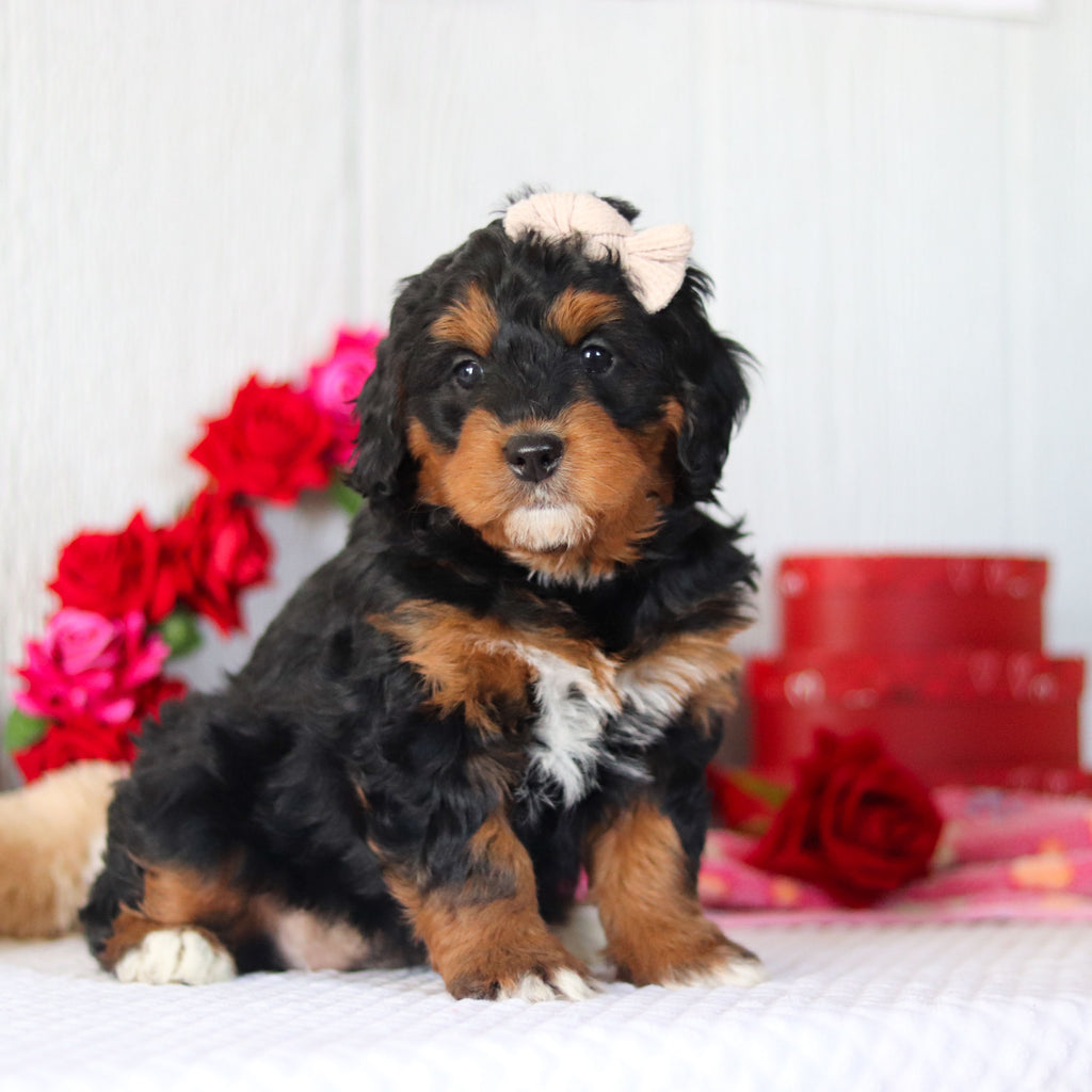 Nori - Available 2/26