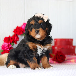 Nori - Available 2/26