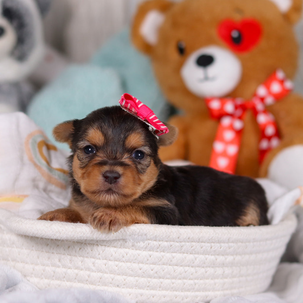 Opal - Available Now