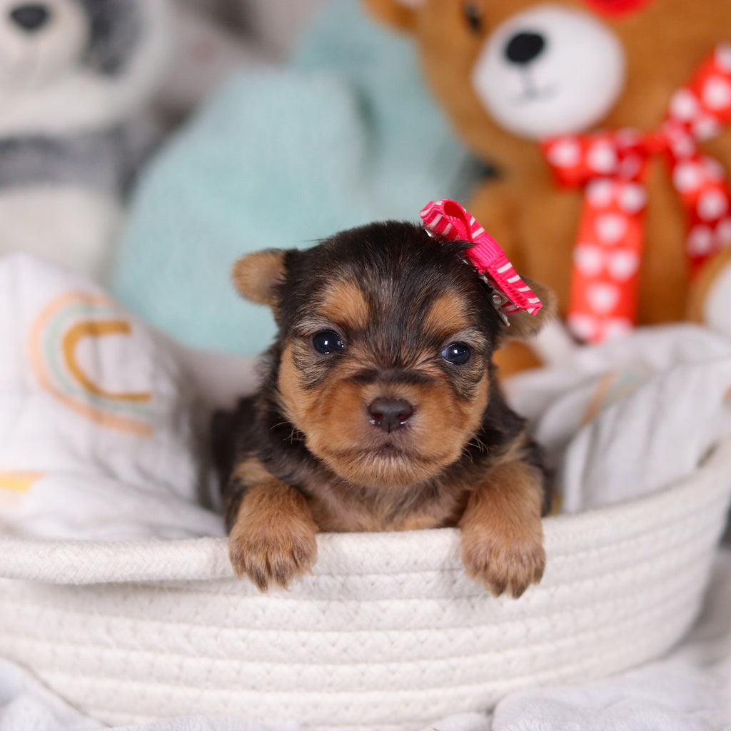 Opal - Available Now