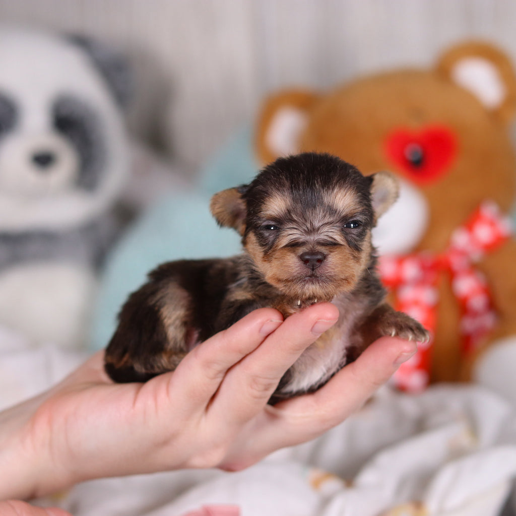 Onyx - Available 3/26