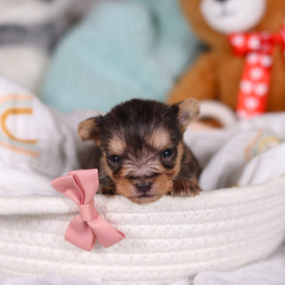 Onyx - Available 3/26