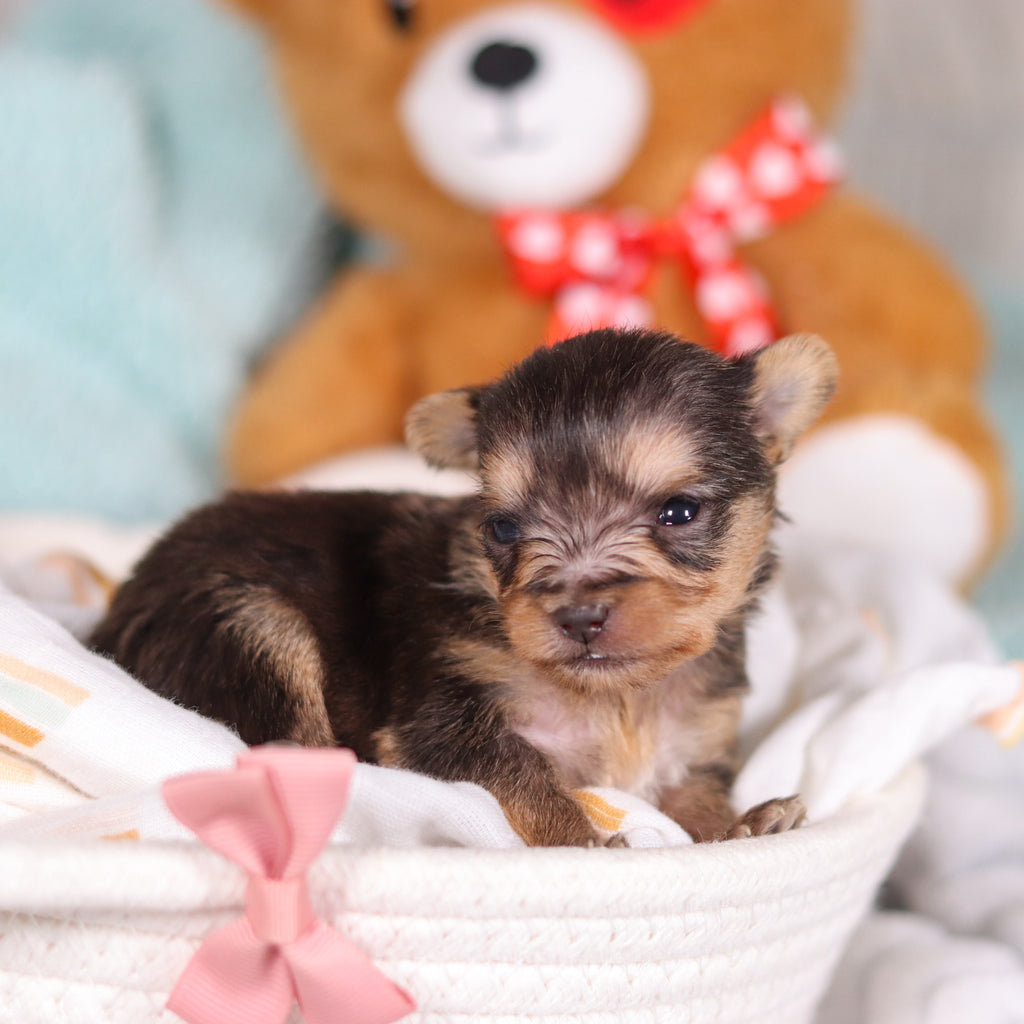 Onyx - Available 3/26