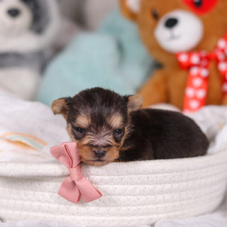 Onyx - Available 3/26