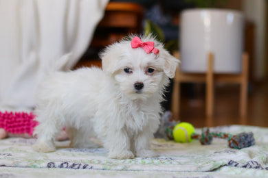 Ruby - Available Now