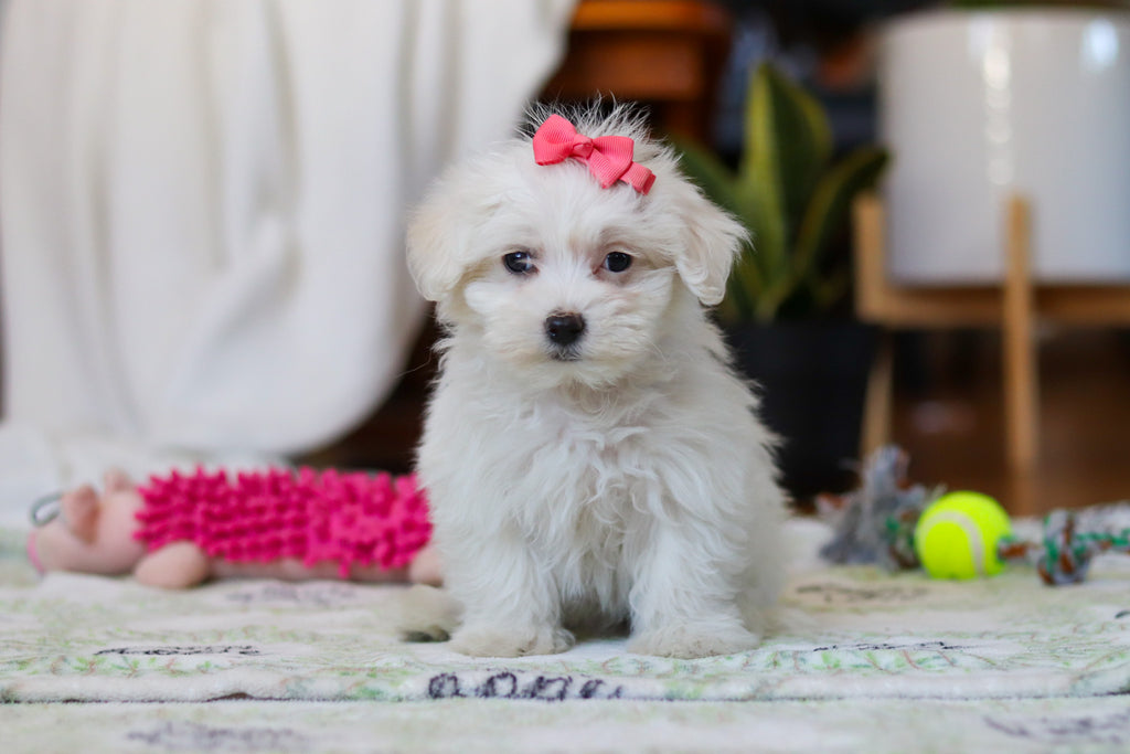 Ruby - Available Now