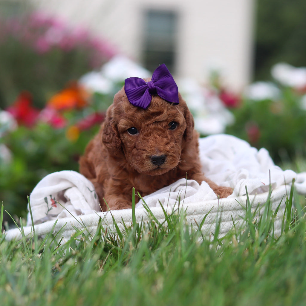 Roxy - Available 9/3