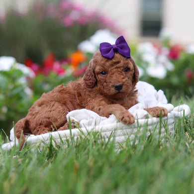 Roxy - Available 9/3