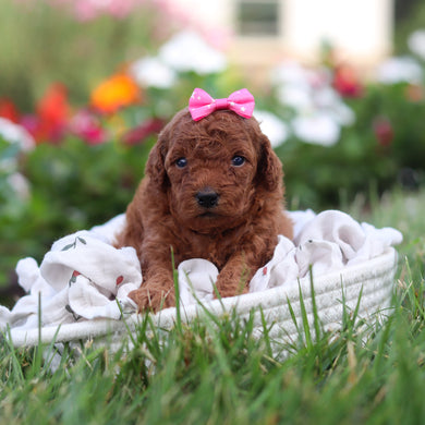 Ryla - Available 9/3