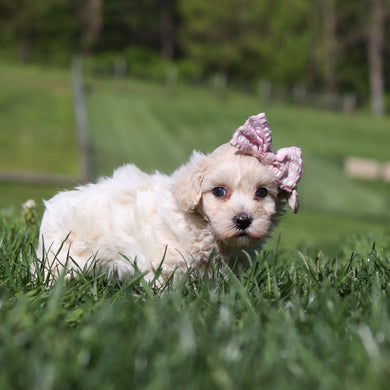 Elena - Available 5/21