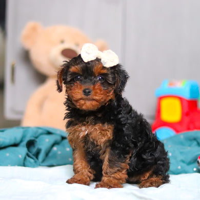 Elphie - Available Now