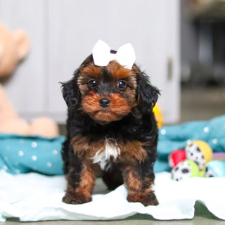 Glinda - Available Now