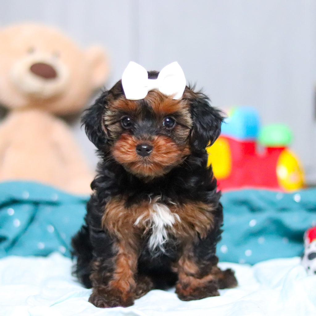 Glinda - Available Now