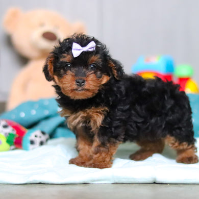 Nessa - Available Now