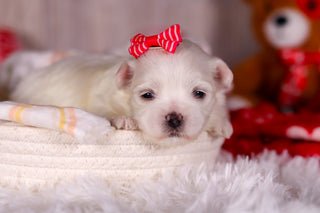 Marley - Available 3/5