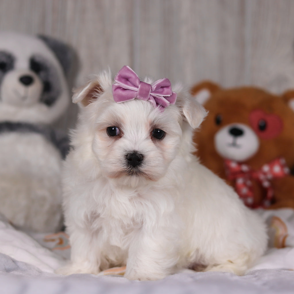 Marley - Available 3/5