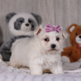 Marley - Available 3/5