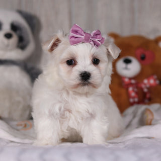 Marley - Available 3/5