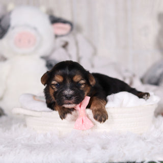 Mateo - Available 3/12