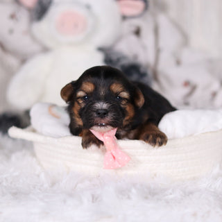 Mateo - Available 3/12