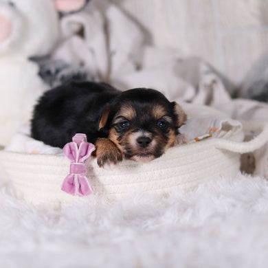 Mallory - Available 3/12