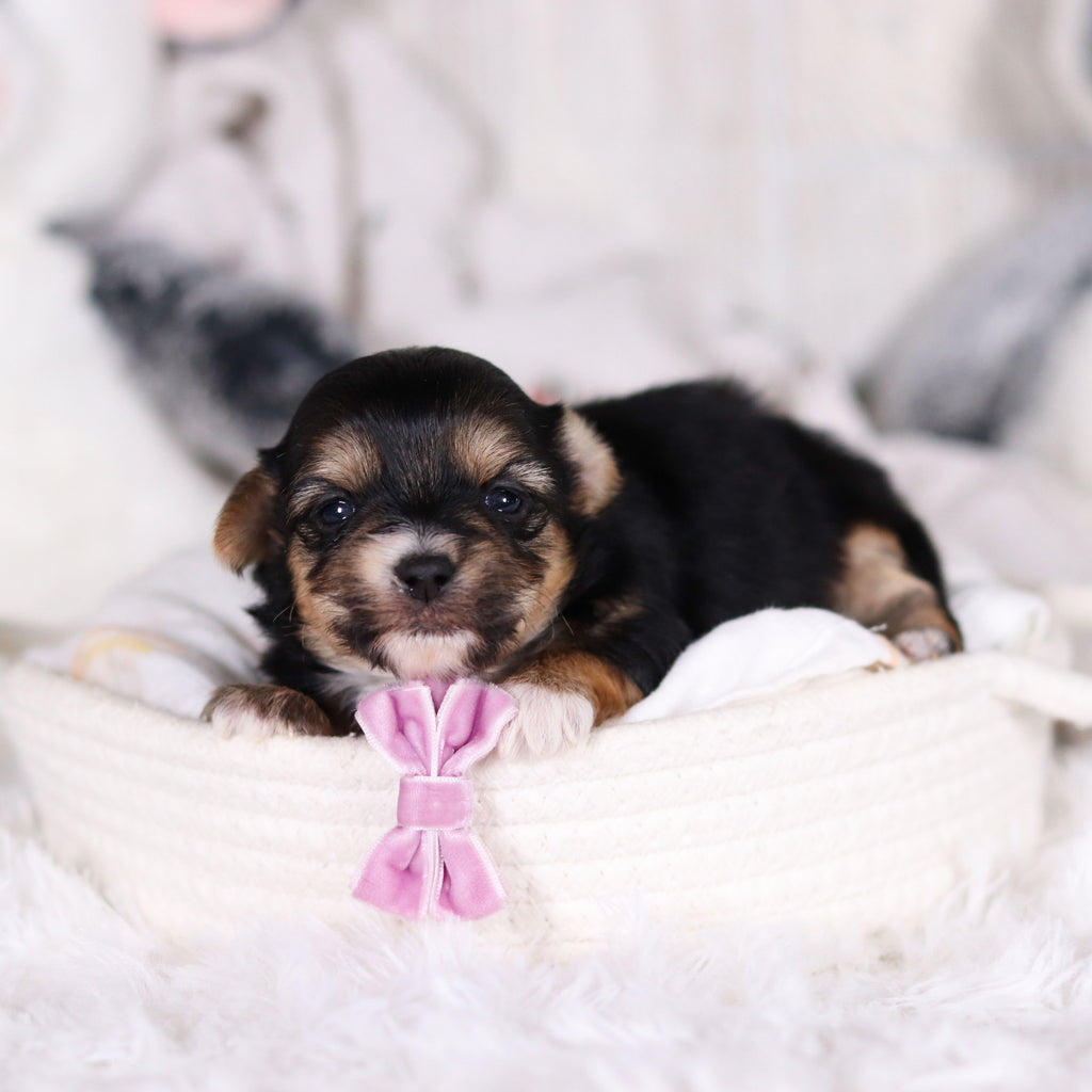 Mallory - Available 3/12