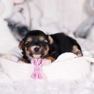 Mallory - Available 3/12