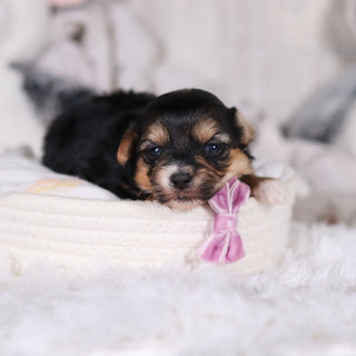 Mallory - Available 3/12