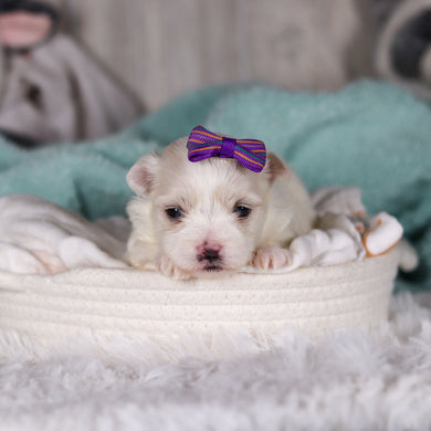 Janet - Available 3/5