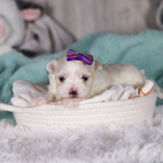 Janet - Available Now