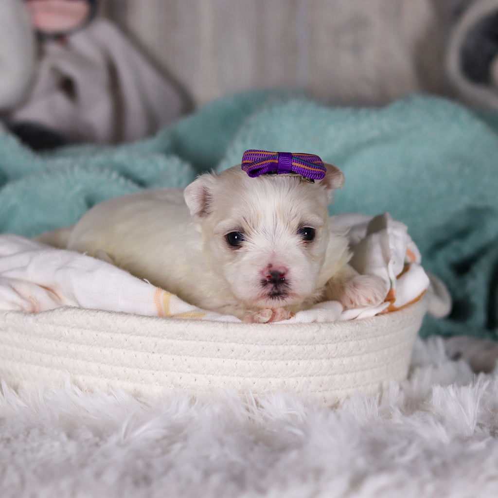 Janet - Available Now