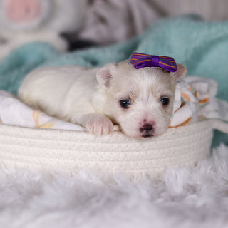 Janet - Available Now