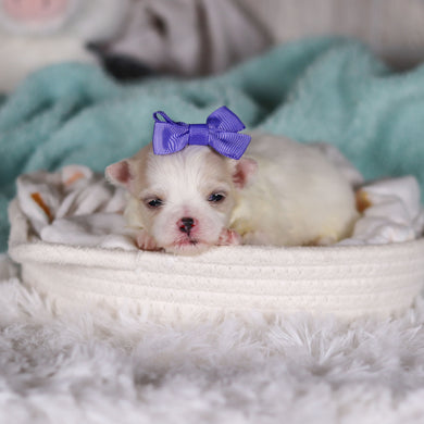 Latoya - Available 3/5