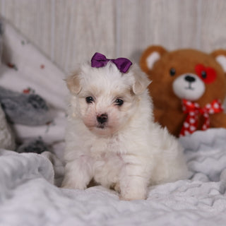 Indigo - Available 2/26