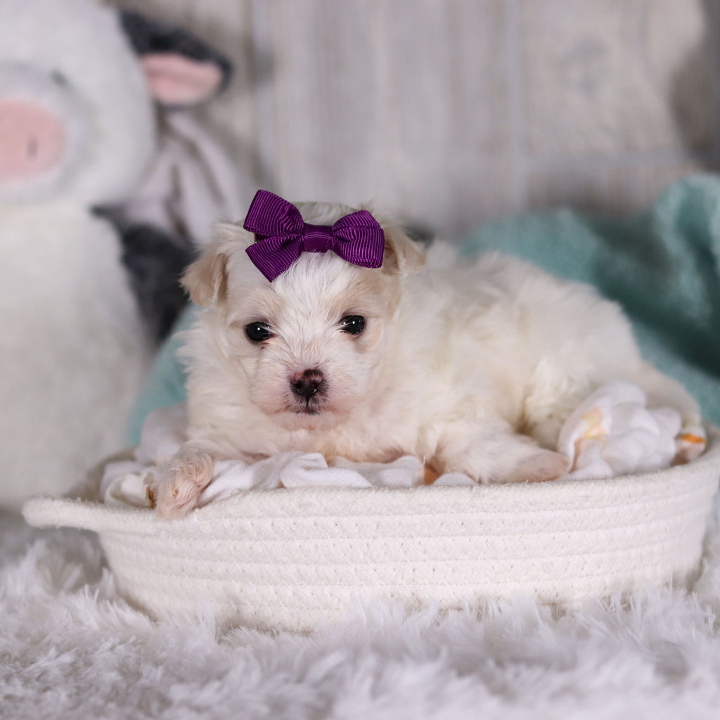 Indigo - Available 2/26