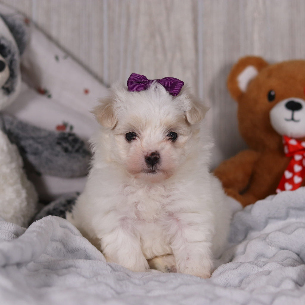 Indigo - Available 2/26