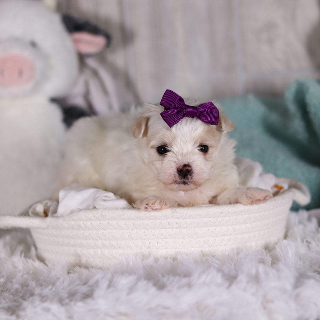 Indigo - Available 2/26