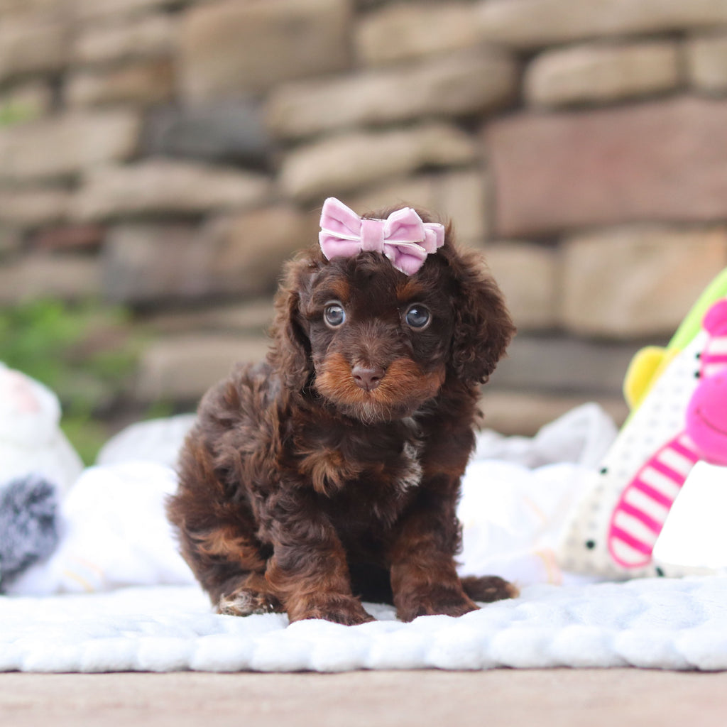 Junie - Available 8/27