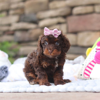 Junie - Available 8/27