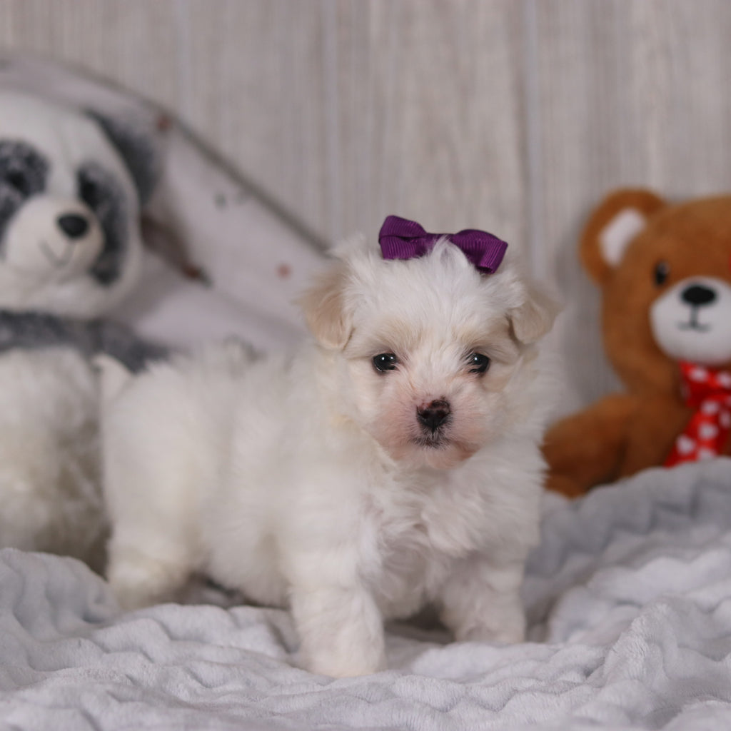 Indigo - Available 2/26