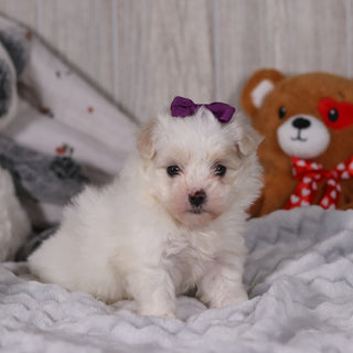 Indigo - Available 2/26