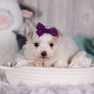 Indigo - Available 2/26