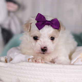 Indigo - Available 2/26