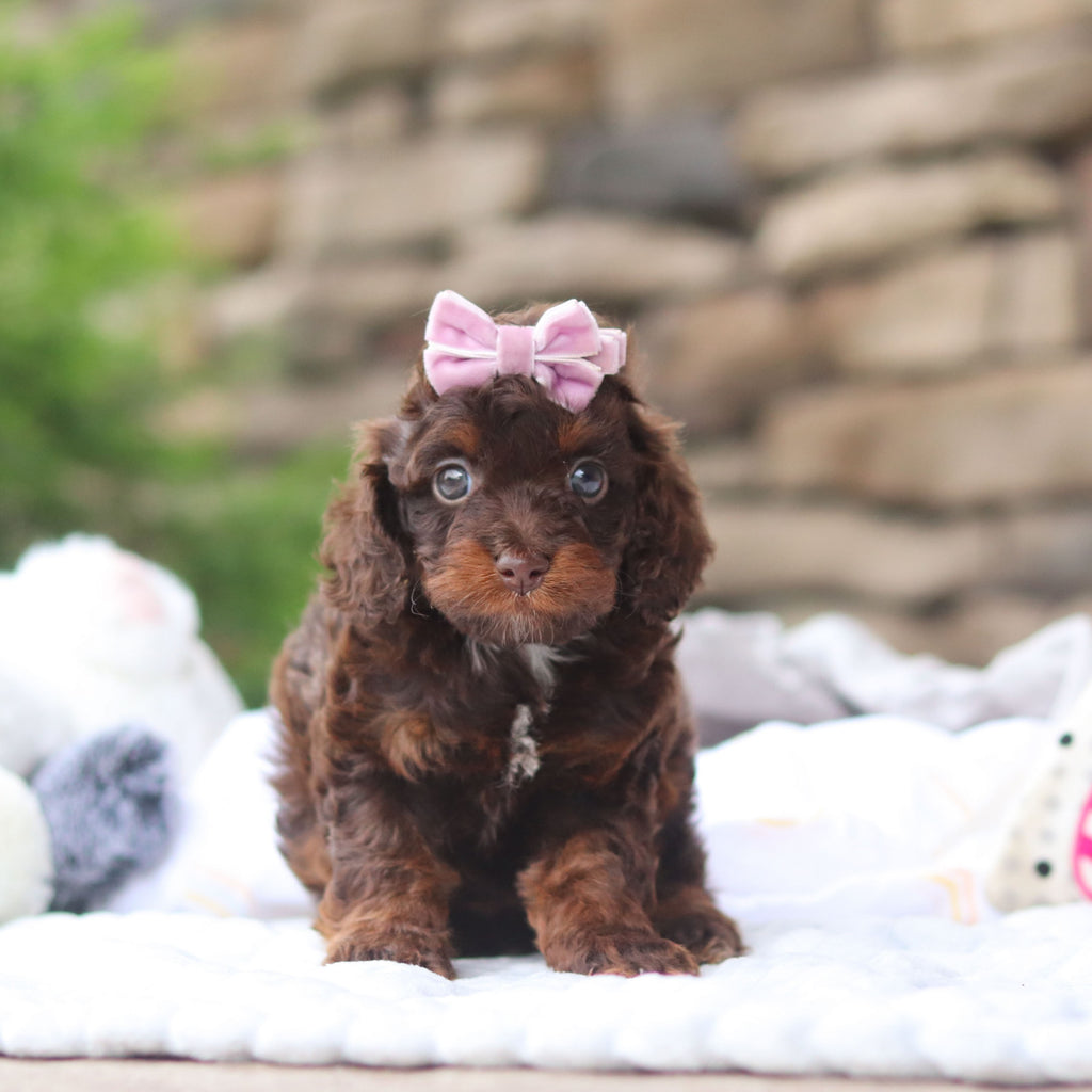 Junie - Available 8/27