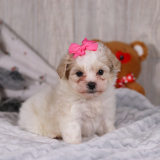 Blue - Available 2/26