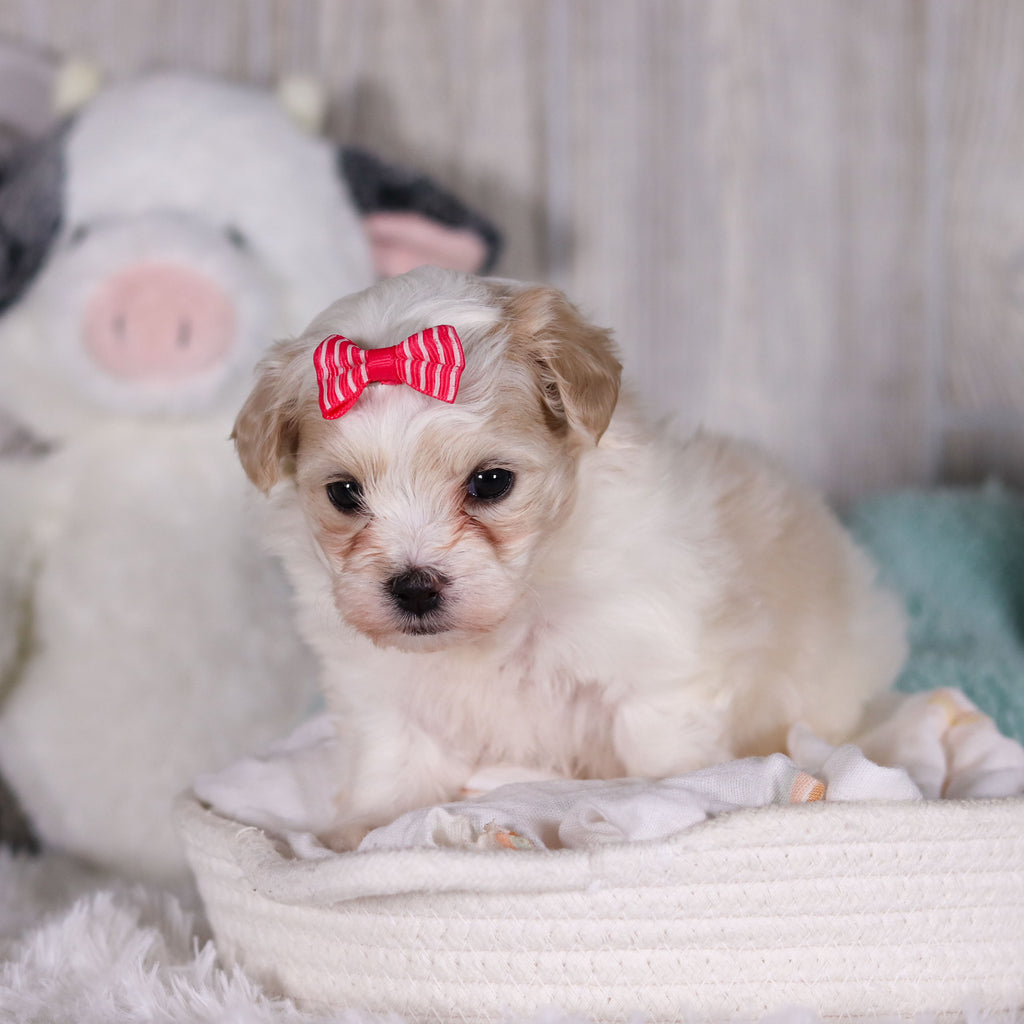 Blue - Available 2/26