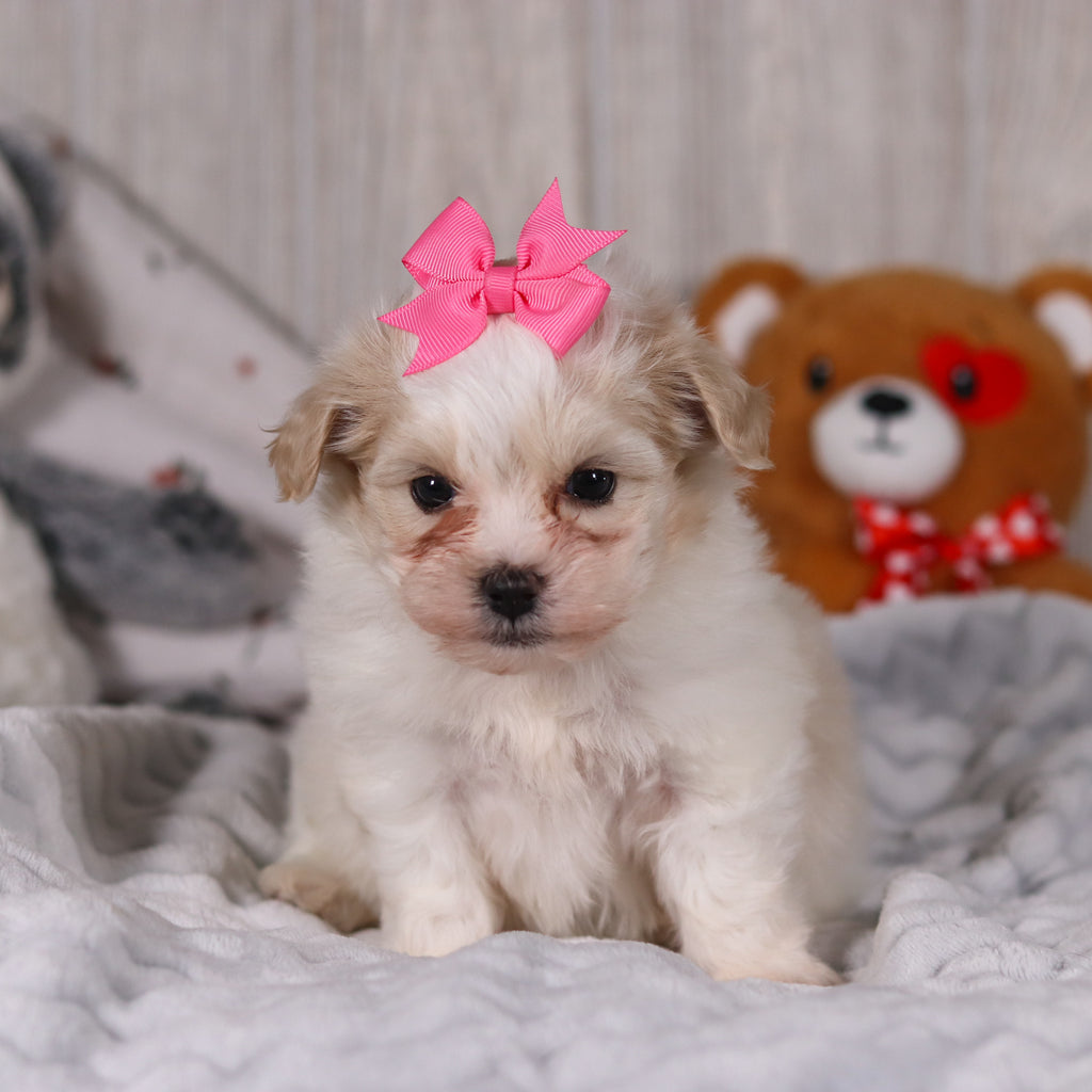 Blue - Available 2/26