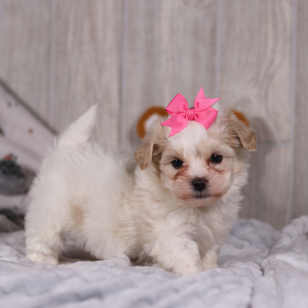 Blue - Available 2/26